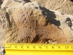 Fossilized hadrosaur skin. Tyler Lyson/Courtesy National Geographic
