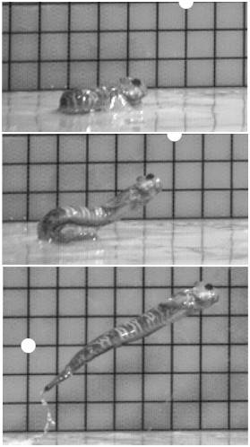 Video shots capturing a leaping blenny in action.  