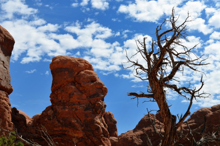 Rock and tree against blue sky near double arch in Arches National Park UT. 