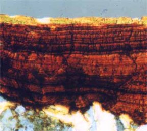 Microscopic view of a cross section of rock varnish layers.  the white crystals at the bottom is the original rock surface.  The layering pattern indicates different chemical compositions (see below for more examples)