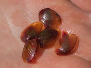 California Clam Shrimp (Cyzicus californicus) Mount Diablo State Park, CA.. Image credit: Wikipedia - user Franco Falini