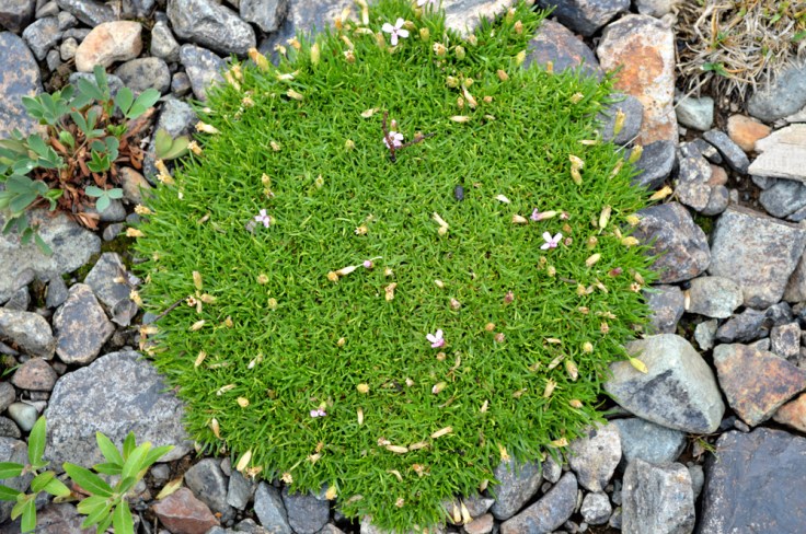 Silene acaulis variety subacaulescens (Moss Campion) in the Pink or Carnation family. Photo: J. Duff