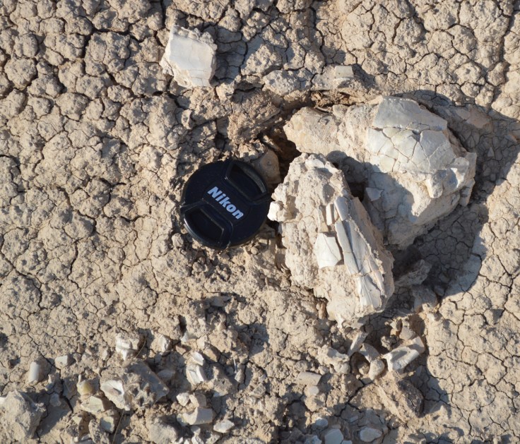 Pieces of a skull on eroding from a hill at Badlands National Park.  