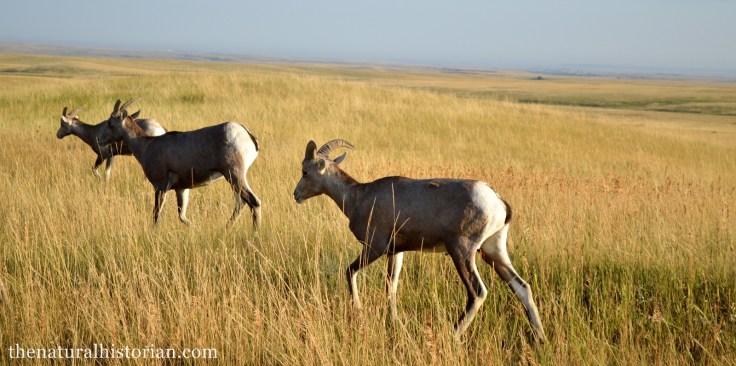 Bighorn sheep in Badlands National Park