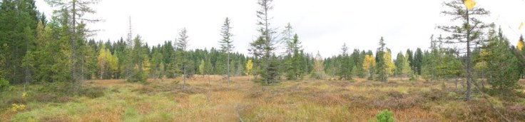 Panorama of one of the bogs examined for metal and other chemical fallout from the atmosphere over time.   Photo by Wehrlireapub on Panoramio (link to source). 