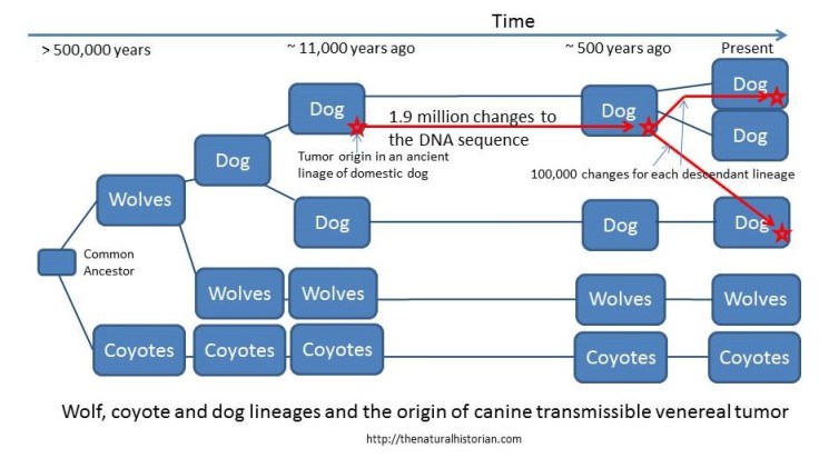 A cartoon of the history of dogs, wolves and coyotes showing that the tumor arose in one line of dogs and then has been passed along to other dogs. The two present day dogs represent the two that were sequenced.  Wolves and coyotes apparently are not effected by the tumor.  