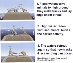 This is a figure from a creationists book showing how dino nests may have been preserved in a global flood.   In our example here, those eggs would also have to be incubated for probably weeks and then the young dinos grew for weeks after that before then being buried by the rising waters.