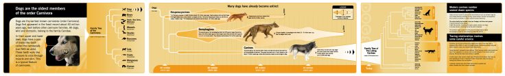 History of canines infographic based on fossils and DNA sequences.   I found this image here: http://www.wolf2woof.com/index.htm but it is unclear if this is the real source. If you know where this graphic came from please let me know so I can give proper attribution.  Click for a readable size.  