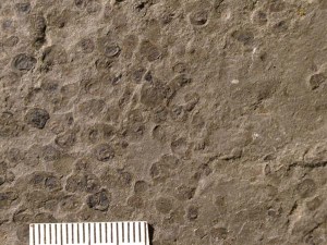 Fossil clam shrimp from Devonian period rock (400+ million years old)).  Image from: http://www.landforms.eu/orkney/Fossils/Asmussia.htm
