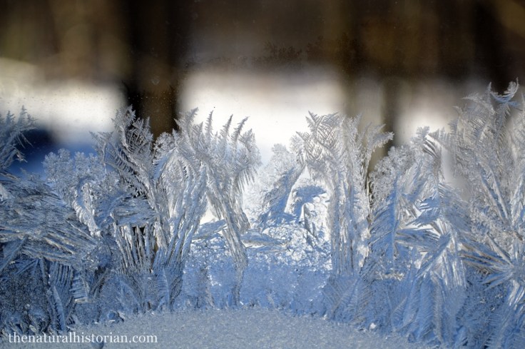 frosty-window-1000px