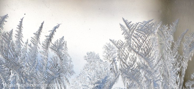 frosty-window-closeup1000px