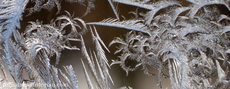 frosty-window2-cropped