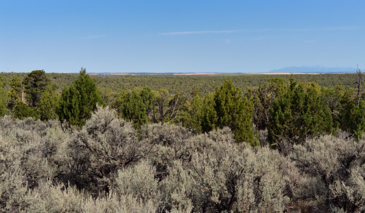 Sagebrush, junipers and blue sky.   At Lowry Ruins in Colorado on the CO/UT border. 