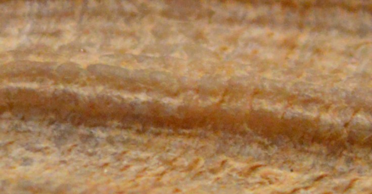 scallop-calvert-cliffs-closeup-ridges