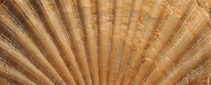 scallop-closeup-ridges-2000px
