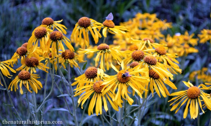 Sunflowers (I believe in the genus Helenium) along the Animas River about 10,000 feet in elevation. 