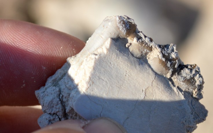 Close-up of a jaw with teeth found and imaged at Badlands National Park.  