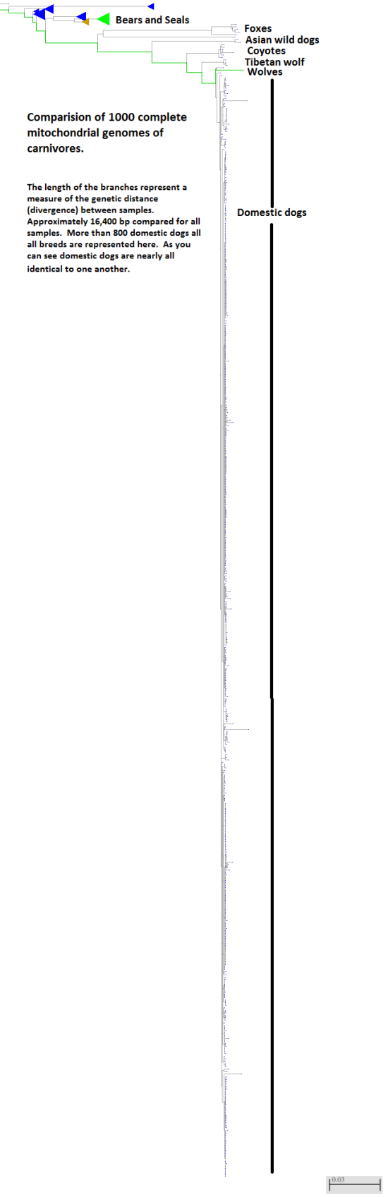 Comparison of 1000 mtDNA genomes of carnivores including more than 900 samples of canines. Branch length represents total genetic differences between samples.