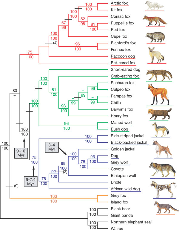A poposed relationship tree of all living species of canines. The dates on the tree represent estimates of times of divergence based on fossils and genetic analyses. Ken Ham says that all of these species of canines really do have a common ancestor but rather than that ancestor living 15 million years ago it lived only 4500 years ago. 