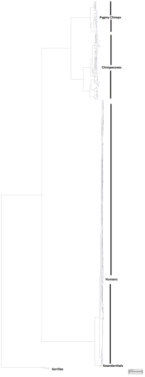 Gorilla, Chimpanzee and Human mtDNA genomes compared. The branch lengths here represent the total genetic divergence between samples.