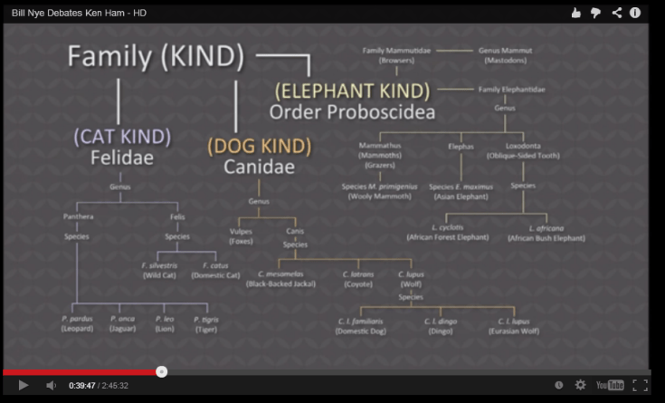 The YEC biblical evolution model. Screen capture of a slide from Ham's presentation during the Ham/Nye debate Feb 4 2013.