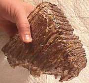 A portion of a mammoth tooth obtained from North Sea seadbed and sold on-line. Partially fossilized mammoth teeth are found in abundance here and are also available from many other sources as well.