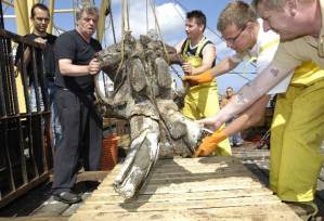The skull of a mammoth is loaded on board a fishing vessel on the North Sea