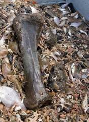 A large leg bone of a mammoth comes up with a load a fish in the North Sea.