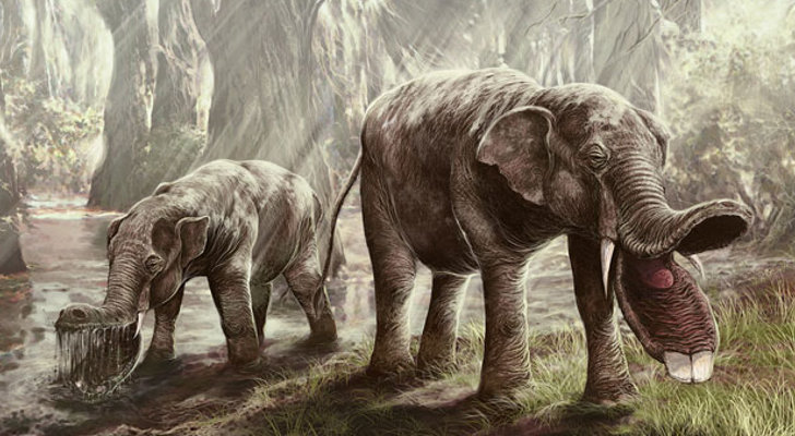 one of my favorite strange fossil elephants. Like many fossil species this one had two sets of tusks. One of the upper jaw and one on the lower jaw but in this case the lower jaw is greatly extented and the two lower tusks probably acted like shovels. Image credit: Wired / Tomasz Jedrzejowski