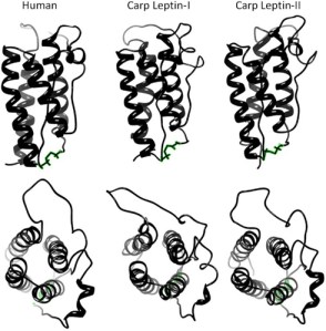 Simple model of human and carp (fish) leptin protein structure.  Carp has two copies of leptin in its genome which differ in their primary DNA sequence but make similar proteins.  This is from our paper in Frontiers in Physiology (reference 5).