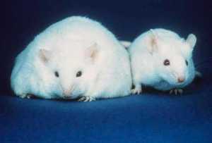 The mouse on the left is unable to make leptin.  Given the same diet as the mouse on the left it will become obese.  Credit: Wikipedia