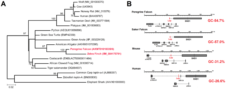 Figure one from our paper on avian leptin. A shows the genetic relationships of leptins from various animals including the new bird leptins. This visually shows that the bird letpin is not like any other vertebrate leptins and are most similar to reptiles. B, on the right shows the genomic neighborhood of leptin in two mammals and two birds showing that leptin in birds is located in the same position as it is in human.