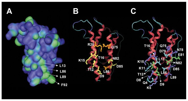 Molecular models of binding site II in mouse leptin. (A) Molecular surface map of leptin, coloured according to surface hydrophobicity (blue, hydrophilic; green, hydrophobic). A hydrophobic cleft is formed by residues L13, L86, L89 and F92. (B) Residues in binding site II that affect binding to CRH2 are coloured yellow. Residues in binding site II that affect both binding to CRH2 and LR activation are coloured orange. (C) Residues that become buried in the leptin/CRH2 interface, coloured according to the area that becomes buried (cyan, 50 Å2).  Iserentant H et al. J Cell Sci 2005;118:2519-2527 
