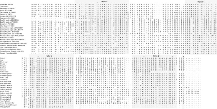 Alignment of leptin protein sequences from fish, amphibians and mammals. This is the alignment that a generated in 2011 to produce the tree shown earlier.   You will need to click on the file to see the details but the fish are clearly very   different than mammals and if I showed DNA sequences you would probably not believe that these are the same gene or that I had any reason to think these sequences were aligned properly.  I have since made what I think is a much better alignment for the current paper based on our better knowledge of the structure.   This alignment was published in Frontiers of Physiology (Reference 5).