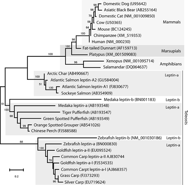 Phylogenetic tree emphasizing fish sequences of leptin known at the time. I produced this figure for a review paper published in 2011.  The lenghts of the branches generally equal the total amount of genetic difference of leptins in each animal.  Many fish have two copies of the leptin gene (A and B or I and II) which you can see are quite different from one another..  Figure from reference # 4). 