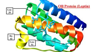 Simplified model of a leptin protein. The amino acids identified as especially important ones because they bind to the leptin receptor. The helices are formed by long strings of amino acids buts since there are many combinations of amino acids that make a helix there are many different combinations of original DNA sequence that can make this structure. We use computers to model proteins and see how they differ from known leptin structures like this human leptin structure.