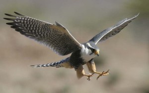 A peregrine falcon. Thanks to two rich Saudi princes two falcons have had their genomes sequenced. It was in one of these falcon genomes that we first identified the leptin gene.
