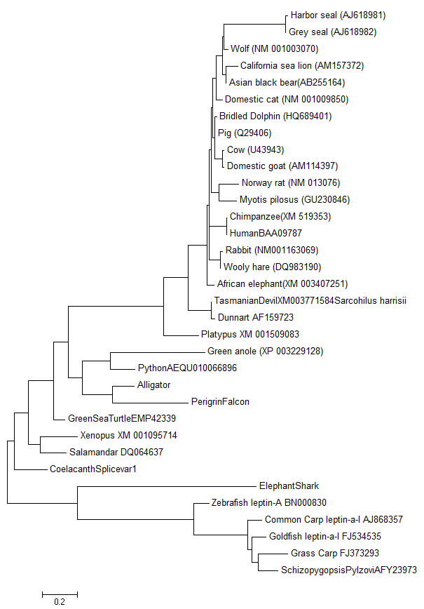 A tree showing genetic similarity of leptin sequences for representatives of all vertebrate groups and the newly discovered falcon leptin sequence. Notice that the falcon sequence shows up as most similar (closest to) the alligator which is what we predicted we would see. As a side note you may notice that the coelacanth leptin is very very similar to the amphibian leptins rather than to fish even though coelacanths are fish. Again this is not suprising since they are members of the lobefin fish that have been thought of as the probable ancestors of land animals and here we see that these fish have "land animal" like sequences compared to other fish.