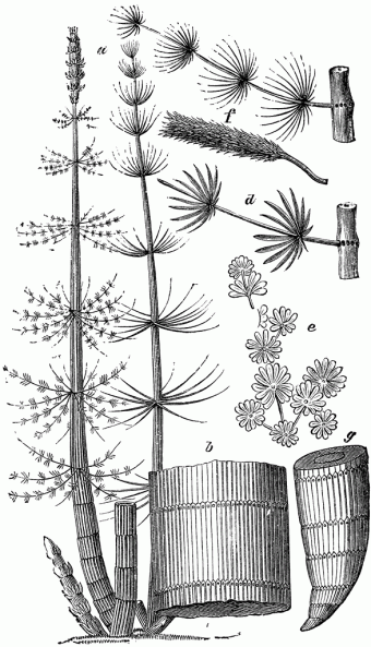 Calamites drawing showing the features of this extinct plant. 