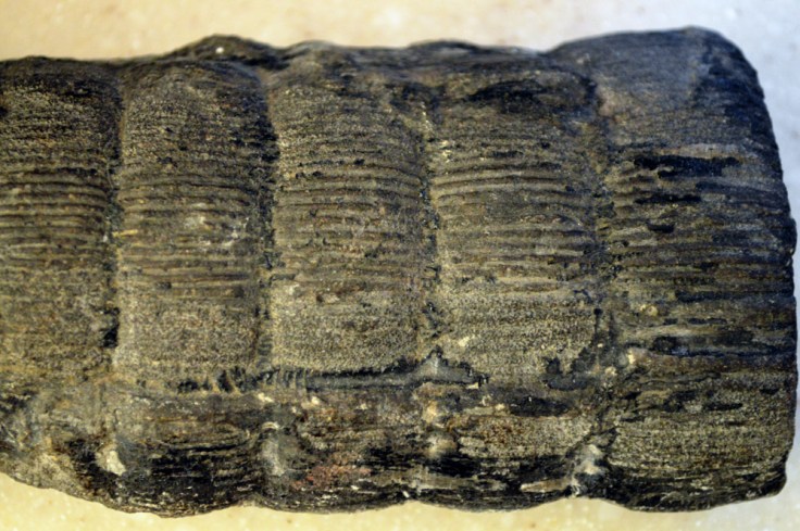 Calamites stem close-up. Image: Joel Duff