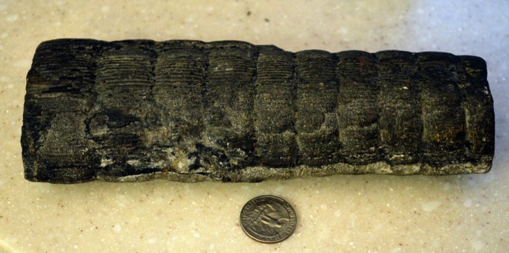 A portion of a Calamites stem from the Pennsylvanian Era collected in West Virginia. Image: Joel Duff