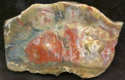 Cross section of a corprolite