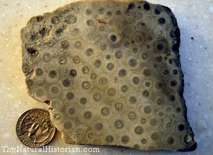 A fossil coral cross section. This is from Indiana but I don't know where. 