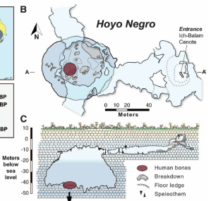 Figure 1B and C from ??? et al. in Science (2014).  