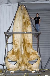A blue whale skull measuring 5.8 metres (19 ft) in the collections of the Smithsonian Museum of Natural History. Image source: Wikipedia 