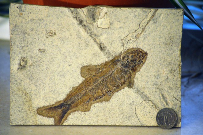 Knightia-Green-river-eocene-1000