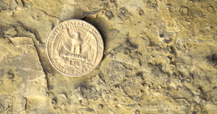 Shells and crinoids stems in a piece of Ordivician period limestone from Kentucky, just across the Ohio River from Cincinnati.  Image: Joel Duff