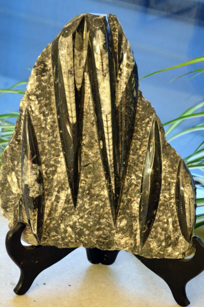 Orthoceras is a group of extinct nautiloid cephalopods related to today's squid and octopi.  This one is from Morocco. Image: Joel Duff