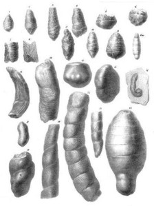 Figure from: "On the discovery of coprolites, or fossil faeces, in the lias at Lyme Regis, and in other formations“, Transactions of the Geological Society of London, series 2, vol. 3: 223–236 (1835). William Buckland