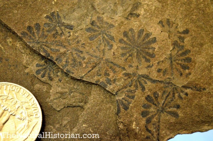 Annularia/Calamites leaf fossils up close.  